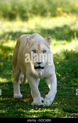 WHITE LION panthera leo krugensis Stock Photo
