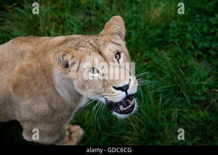 African Lion, panthera leo, Female Stock Photo