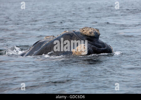 Southern Right Whale, eubalaena australis, Head of Adult at Surface, Near Hermanus in South Africa Stock Photo