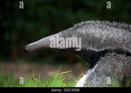 Giant Anteater, myrmecophaga tridactyla, Young Female Stock Photo
