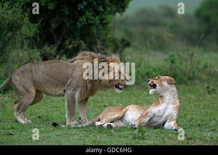 African Lion, panthera leo, Pair Mating, Masai Mara Park in Kenya Stock Photo