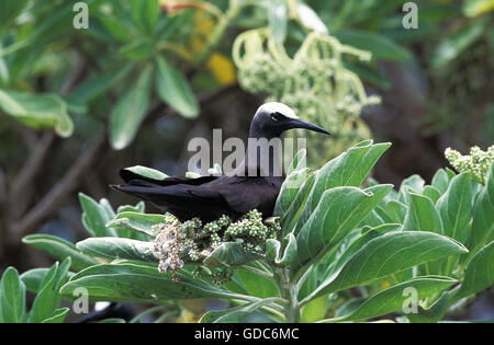 Black Noddy, anous minutus, Adult on Branch, Australia Stock Photo