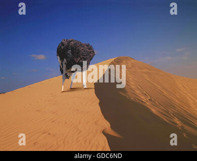 Ostrich, struthio camelus, Male head in sand, Composite image Stock Photo