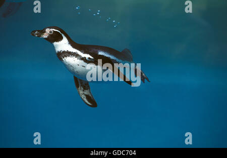 Humboldt Penguin, spheniscus humboldti swimming Stock Photo