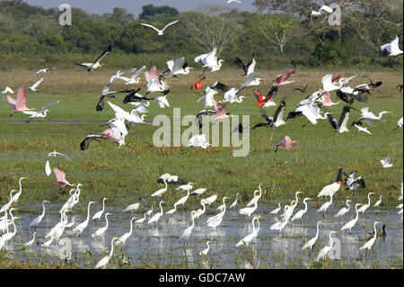 Great White Egret, casmerodius albus, Group in Swamp with Scarlet Ibis, Red-billed whistling duck, Roseate spoonbill and White-faced whistling duck, Flight, Los Lianos in Venezuela Stock Photo