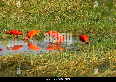 Scarlet Ibis, eudocimus ruber, Group in Swamp, Los Lianos in Venezuela Stock Photo