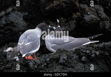 Swallow Tailed Gull, creagrus furcatus, Pair on Rock, Galapagos Islands Stock Photo