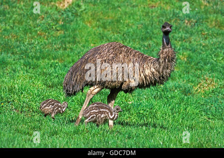 EMU dromaius novaehollandiae, FEMALE WITH CHICK, AUSTRALIA Stock Photo