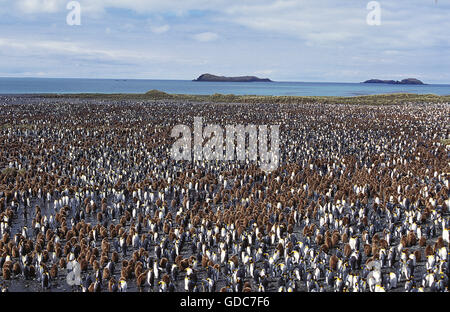 King Penguin, aptenodytes patagonica, Colony in Salisbury Plain, South Georgia Stock Photo