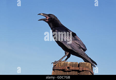 COMMON RAVEN corvus corax, ADULT CALLING OUT, ALASKA Stock Photo