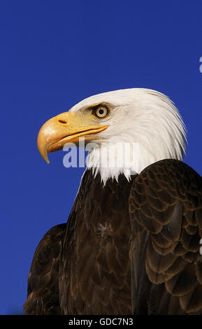 BALD EAGLE haliaeetus leucocephalus, PORTRAIT OF ADULT Stock Photo