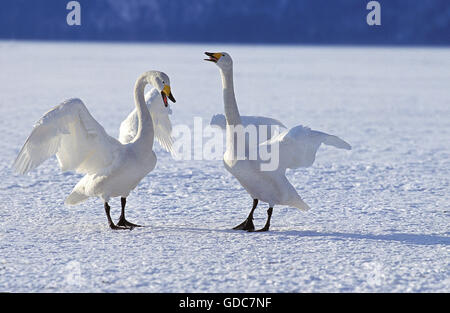 Whooper Swan, cygnus cygnus, Pair in Courtship Display, Hokkaido Island in Japan Stock Photo