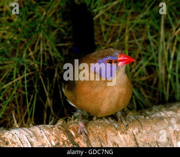 Violet Eared Waxbill, uraeginthus granatina, Male Stock Photo