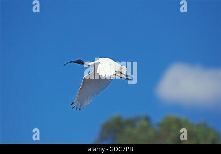 Sacred Ibis, threskiornis aethiopica, Adult in Flight, Kenya Stock Photo