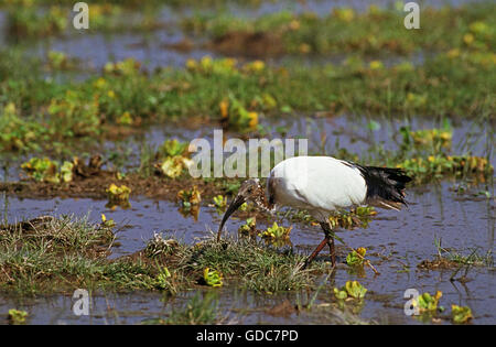 Sacred Ibis, threskiornis aethiopica, Adult in Swamp, Kenya Stock Photo