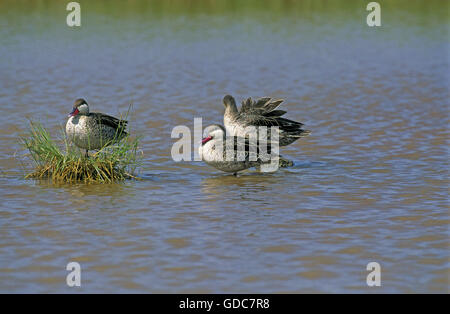 Red-Billed Teal, anas erythrorhyncha, Adults in Water, Kenya Stock Photo