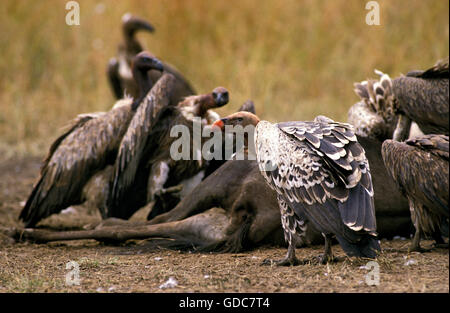 RUPPELL'S VULTURE gyps rueppelli, GROUP ON A WILDEBEEST CARCASS, KENYA Stock Photo