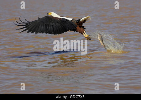 AFRICAN FISH-EAGLE haliaeetus vocifer, ADULT IN FLIGHT LOOSING FISH, BARINGO LAKE IN KENYA Stock Photo