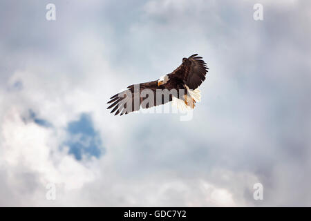 Bald Eagle, haliaeetus leucocephalus, Adulte in Flight Stock Photo