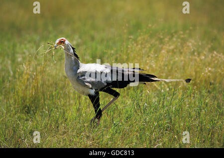 SECRETARY BIRD ADULT sagittarius serpentarius WITH TWIGS IN ITS BEAK FOR BUILDING A NEST Stock Photo