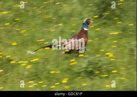 Common Pheasant, phasianus colchicus, Male running through Meadow, Normandy in France Stock Photo