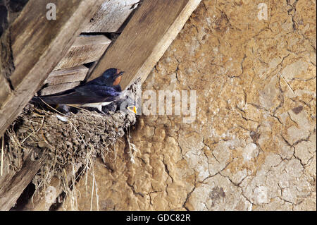 Barn Swallow, hirundo rustica, Adult feeding Chicks at Nest, Normandy Stock Photo