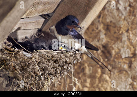 BARN SWALLOW hirundo rustica, ADULT WITH CHICKS IN NEST, NORMANDY Stock Photo