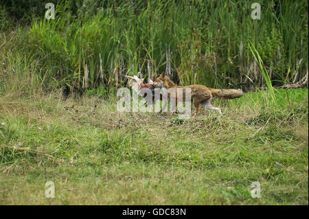 Red Fox, vulpes vulpes, Adult with a Kill, a Common Pheasant, Normandy Stock Photo