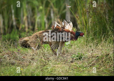 RED FOX vulpes vulpes, ADULT KILLING A COMMON PHEASANT, NORMANDY Stock Photo
