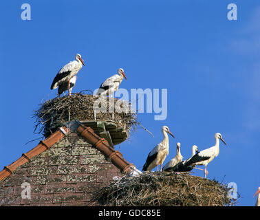 White Stork, ciconia ciconia, Group of Adults on Nest, on the Roof of House Stock Photo