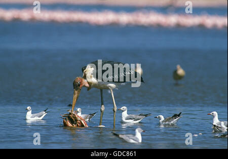 Marabou Stork, leptoptilos crumeniferus, Adult with Prey, Nakuru Lake in Kenya Stock Photo