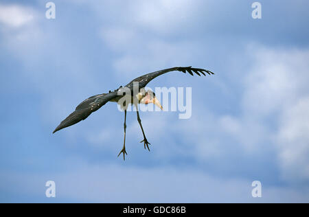 Marabou Stork, leptoptilos crumeniferus, Adult in Flight, Tanzania Stock Photo