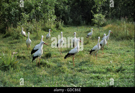White Stork, ciconia ciconia, Group of Adults on Grass Stock Photo