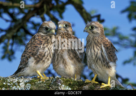 COMMON KESTREL falco tinnunculus, CHICK ON BRANCH, NORMANDY IN FRANCE, fledgelings Stock Photo