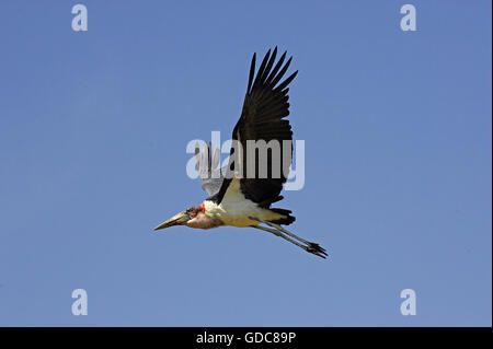 Marabou Stork, leptoptilos crumeniferus, Adult in Flight, Masai Mara Park in Kenya Stock Photo