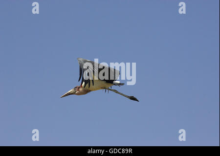 Marabou Stork, leptoptilos crumeniferus, Adult in Flight, Masai Mara Park in Kenya Stock Photo