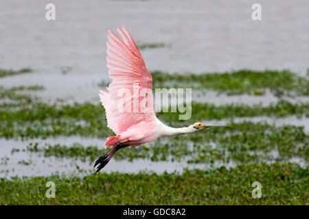 Roseate spoonbill, platalea ajaja, Adult in Flight over Swamp, Los Lianos in Venezuela Stock Photo