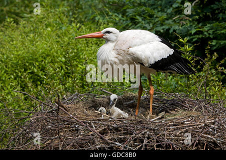 White Stork, ciconia ciconia, Adult with Chicks on Nest Stock Photo