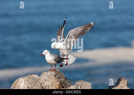 Hartlaub's Gull or king Gull, larus hartlaubii, Adult in Flight, Landing on Rocks, Hermanus in South Africa Stock Photo