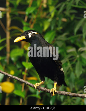 Hill Mynah, gracula religiosa, Adult on Branch Stock Photo