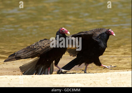 South American Turkey Vulture, cathartes aura ruficollis, Adults walking near Water, Los Lianos in Venezuela Stock Photo