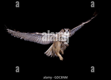 European Eagle Owl, Adult in Flight Stock Photo