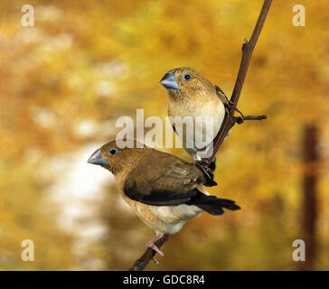AFRICAN SILVERBILL lonchura cantans, PAIR ON BRANCH Stock Photo