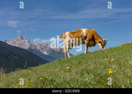 Sillian,Austria,Red-and-white cow at an alpine meadow Stock Photo
