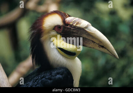 Wreathed Hornbill, aceros undulatus, Portrait of Male Stock Photo