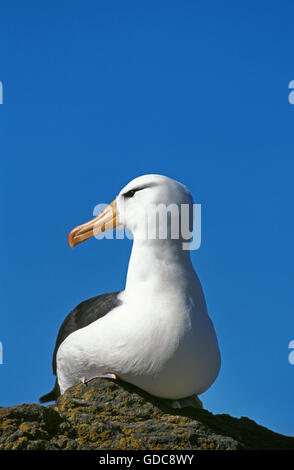 Black Browed Albatross (Diomedea melanophris) Bird and Chick, Bird ...