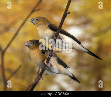 African Silverbill, lonchura cantans Stock Photo