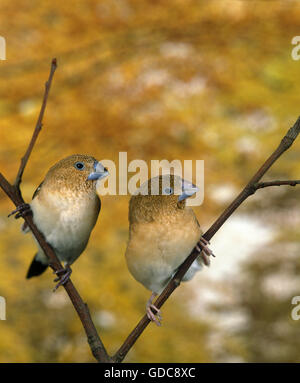 African Silverbill, lonchura cantans, Females on Branch Stock Photo