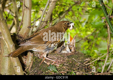 Song Thrush, turdus philomelos, Adult removing Fecal Sac from Nest, Normandy Stock Photo
