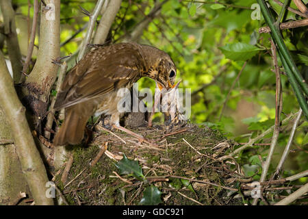 Song Thrush, turdus philomelos, Adult feeding  Chicks at nest, Normandy Stock Photo